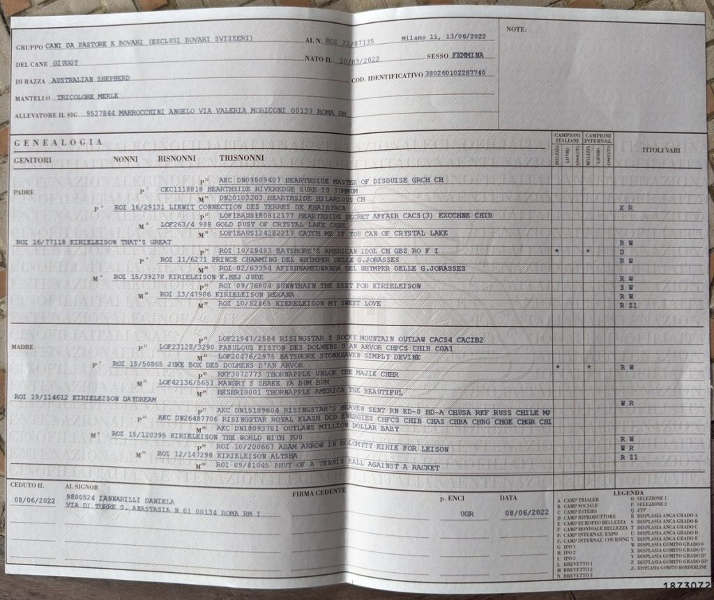 Annuncio cucciolata Pastore Australiano