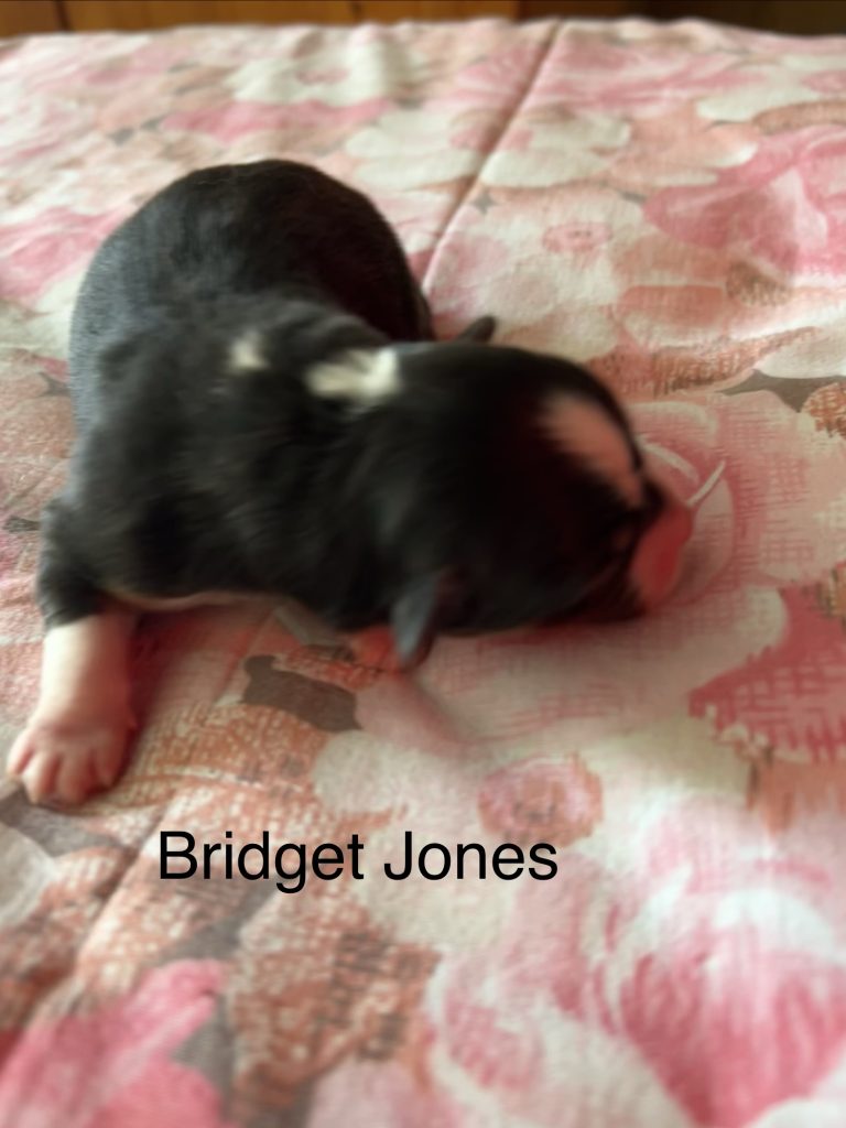 Cuccioli pastore australiano