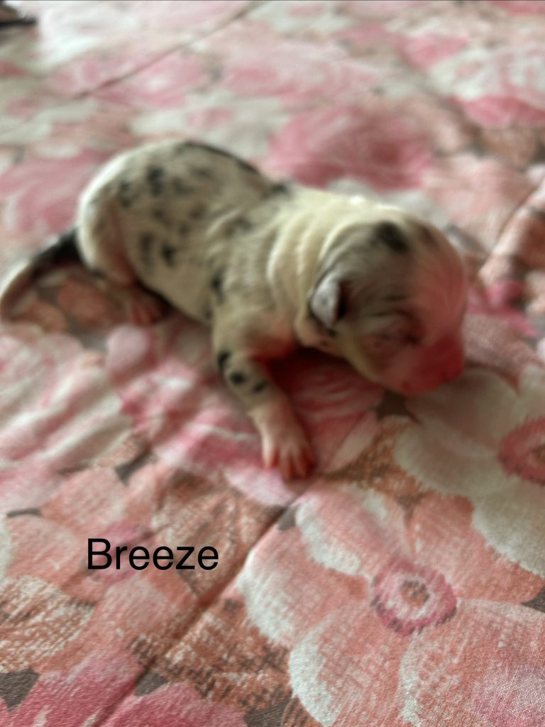 Cuccioli pastore australiano