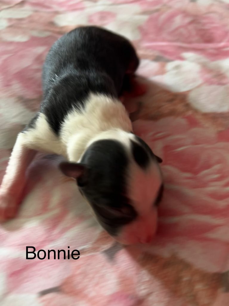 Cuccioli pastore australiano