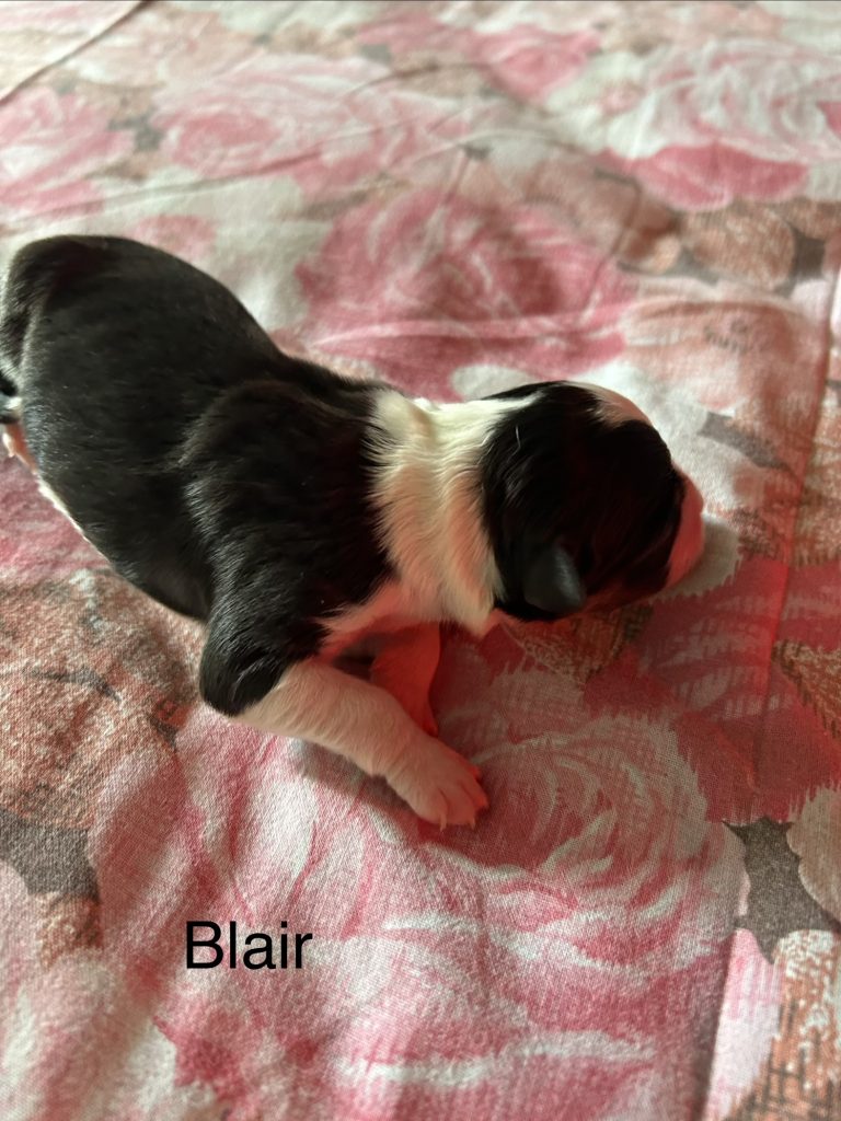 Cuccioli pastore australiano