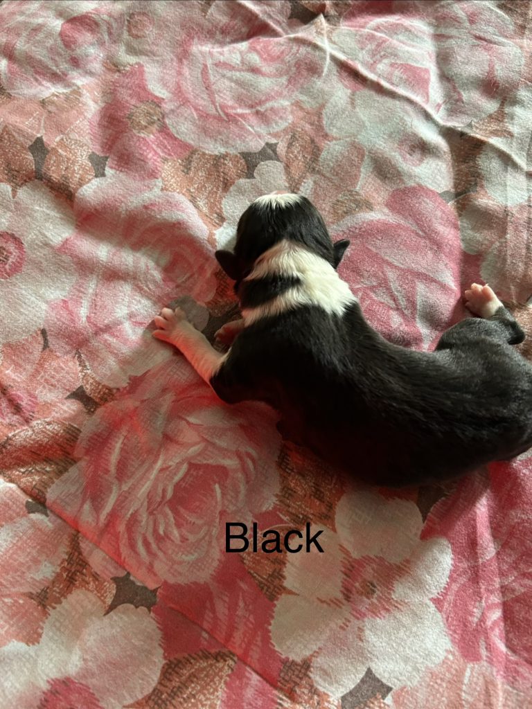 Cuccioli pastore australiano