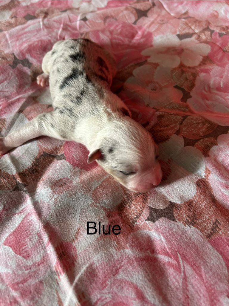 Cuccioli pastore australiano