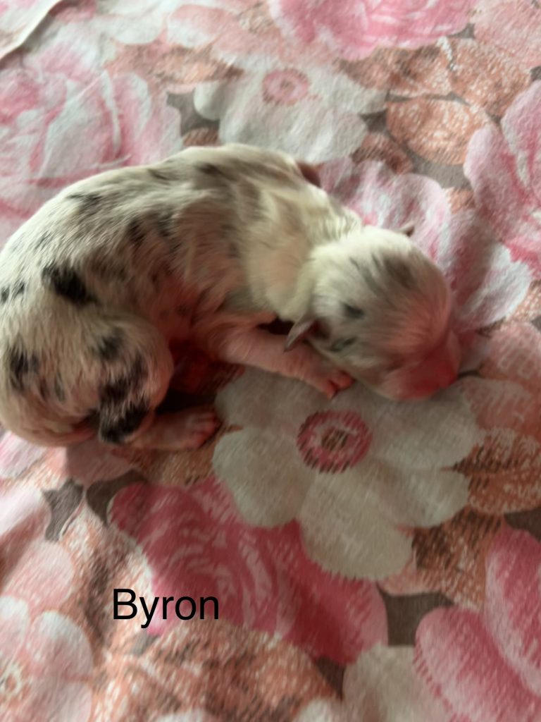 Cuccioli pastore australiano