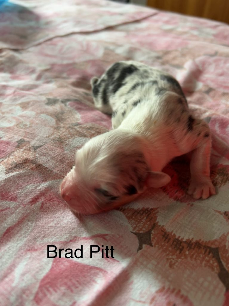 Cuccioli pastore australiano