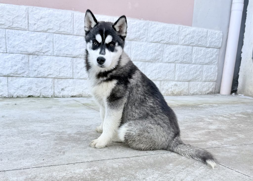Siberian Husky cucciola