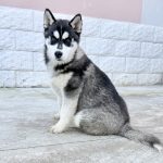 Siberian Husky cucciola
