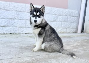 Siberian Husky cucciola
