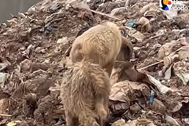 Il salvataggio di tre cuccioli dalla discarica ispira una rinascita ambientale