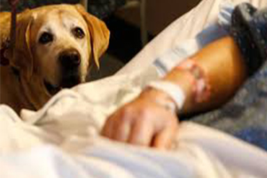 Sedute di chemio con il cane accanto, al via a Treviso