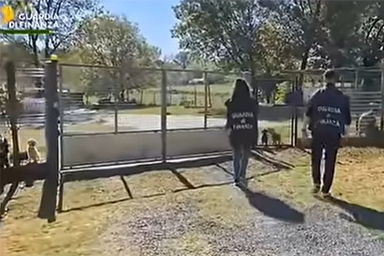 Allevamento illegale nel Pisano: sequestrati circa 100 Barboncini