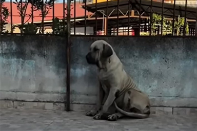 Per tre giorni attende sul ciglio della strada: la storia di Golias, abbandonato dalla sua famiglia