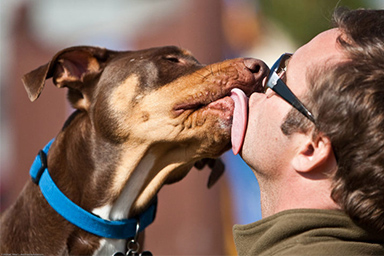 Baciare cani e annusare il loro alito: l'insolito lavoro del momento pagato ad ore
