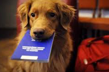 Al via le nuove norme per viaggiare con Fido in Europa: eccole