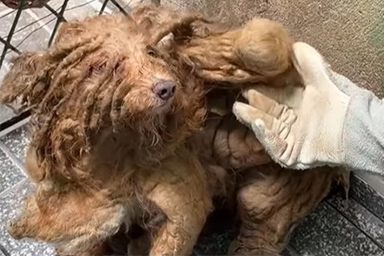 La trasformazione del cane Caramelinho, che viveva tra sporco e solitudine