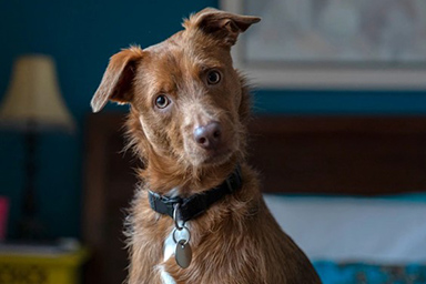 Affidamento congiunto di Fido: la nuova legge brasiliana per le coppie separate