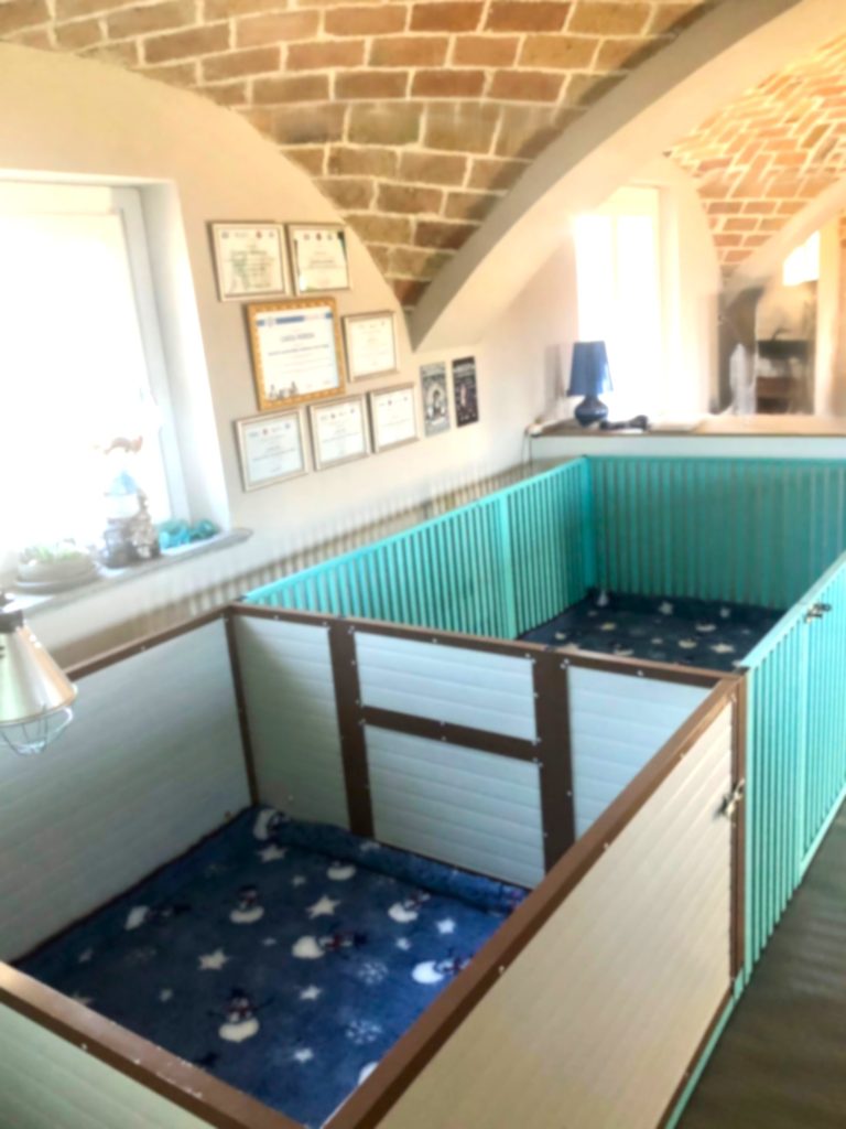 Allevamento Bovaro del Bernese COLORS OF MY JOY