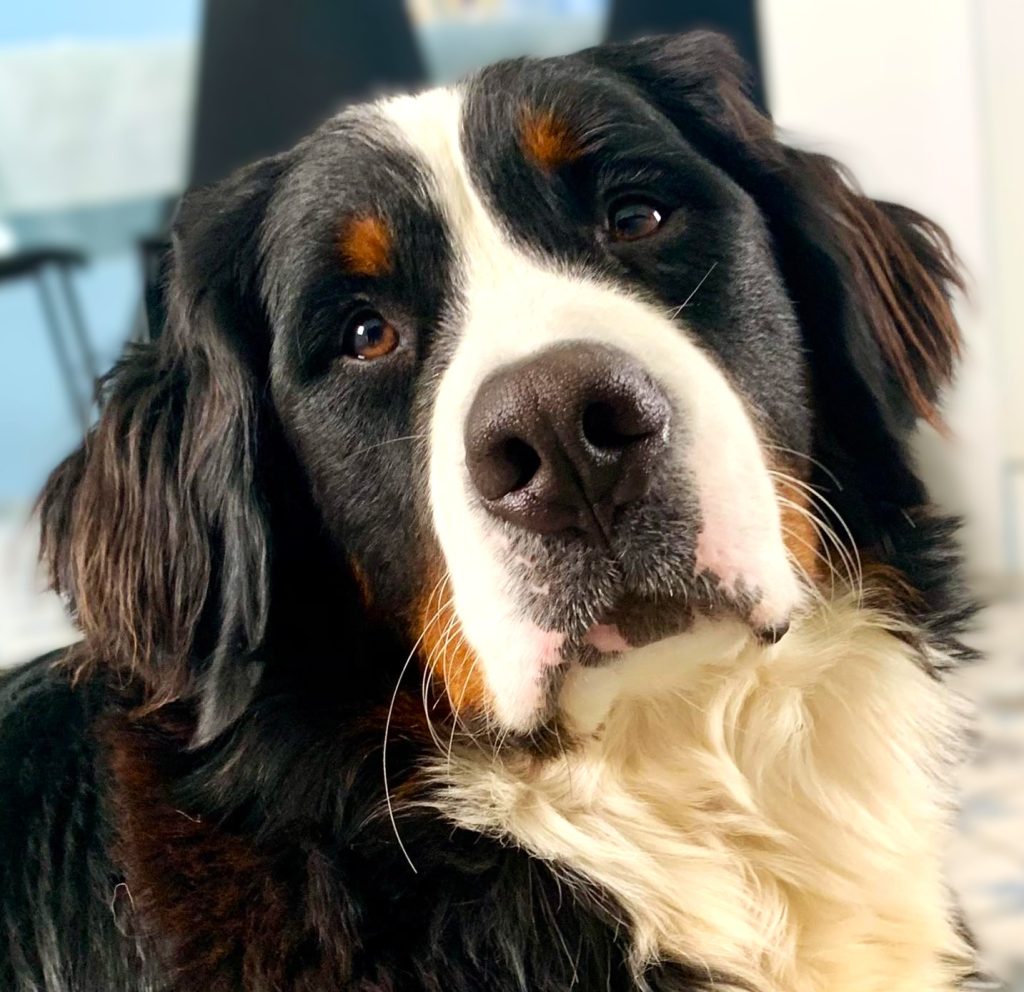 Allevamento Bovaro del Bernese COLORS OF MY JOY