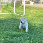 Cuccioli Labrador Retriver