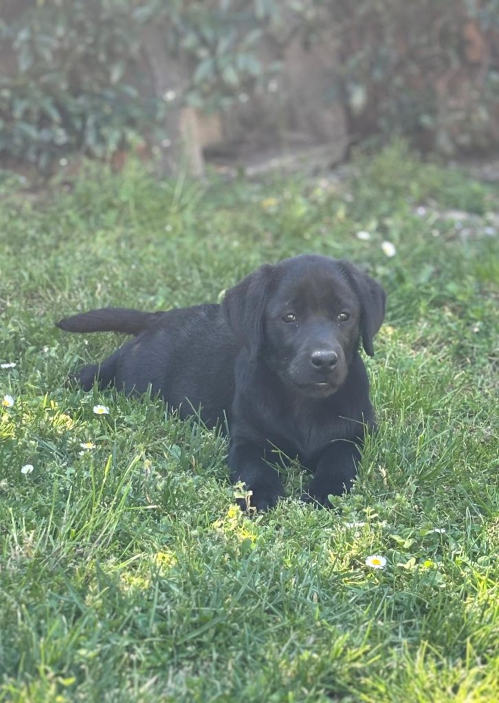 Cuccioli Labrador Retriver