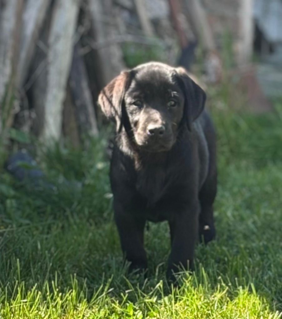 Cuccioli Labrador Retriver