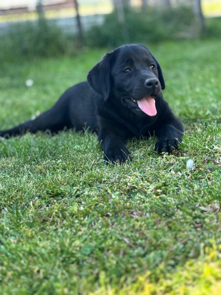 Cuccioli Labrador Retriver