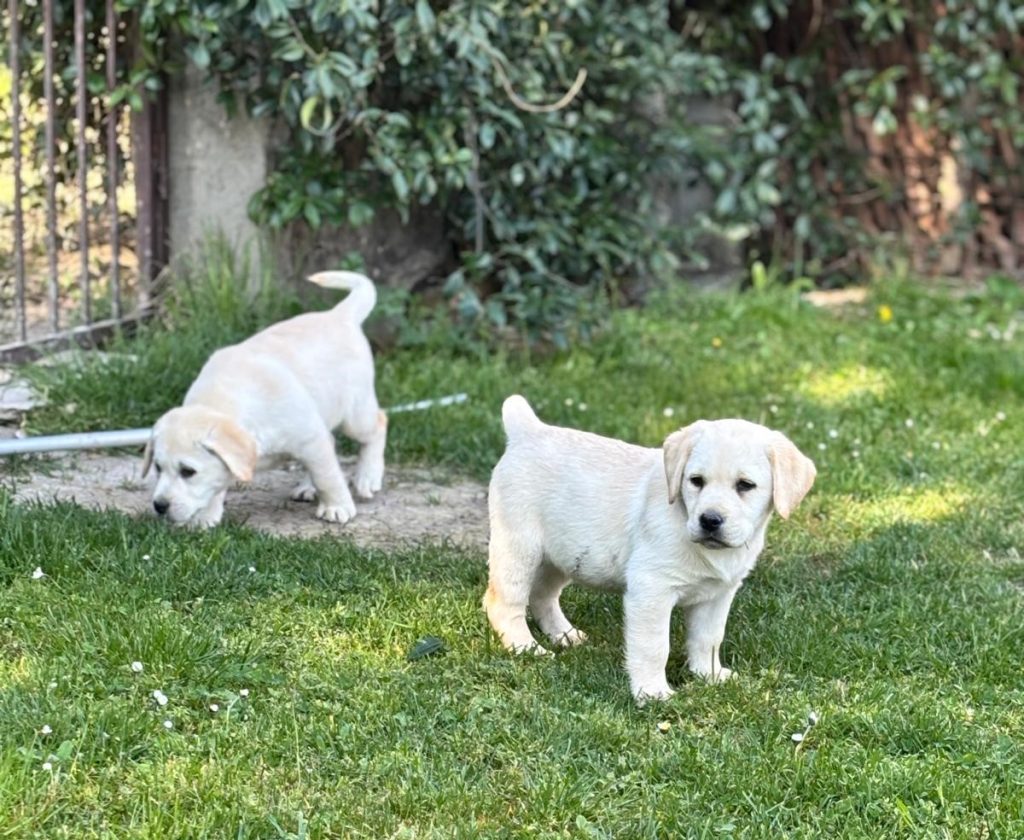 Cuccioli Labrador Retriver