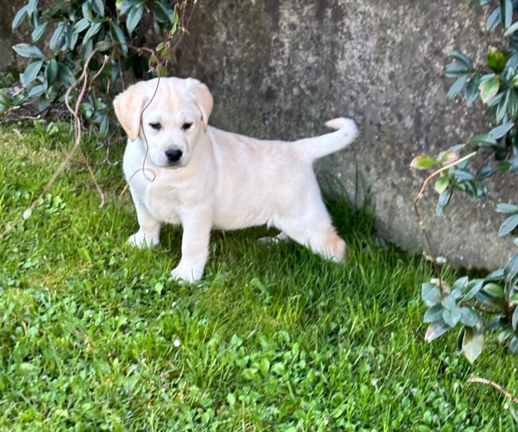 Cuccioli Labrador Retriver