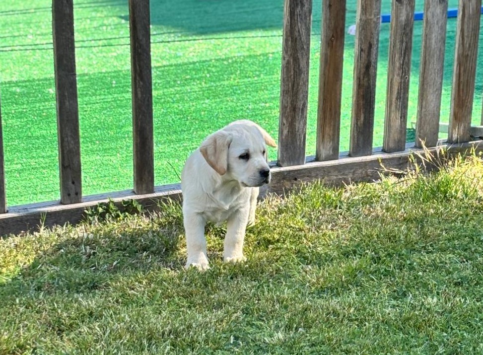 Cuccioli Labrador Retriver