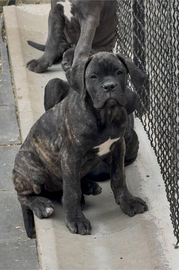 Cane Corso Cuccioli