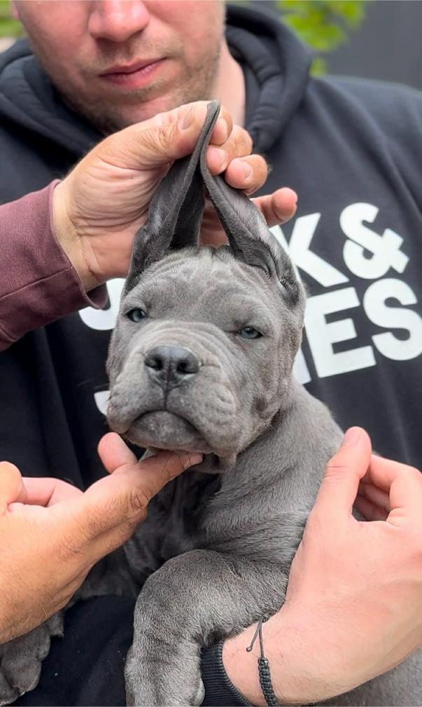 Cane Corso Cuccioli