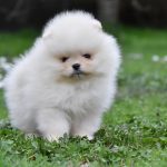 Spitz di Pomerania – tipo BOO orsacchiotto