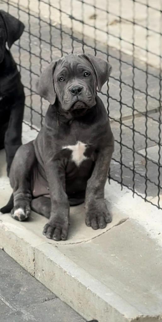 Cane Corso Cuccioli