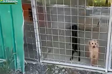 barboncini sequestrati