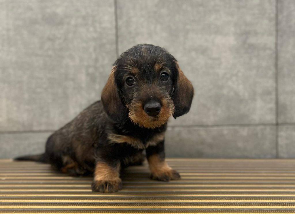 Bassotto a pelo duro