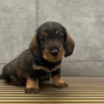 Bassotto a pelo duro