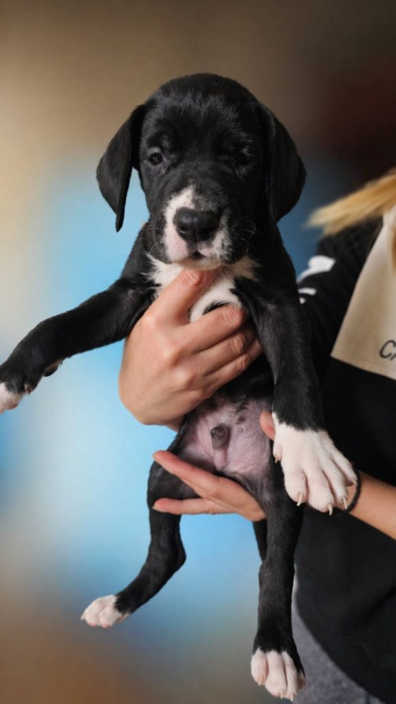 Alano Tedesco – splendidi cuccioli