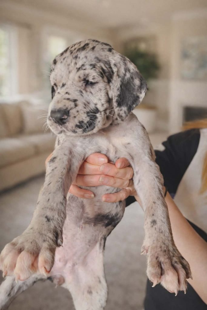 Alano Tedesco – splendidi cuccioli