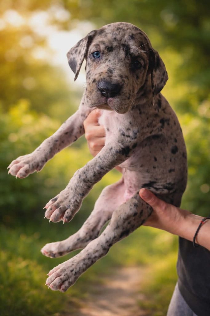 Alano Tedesco – splendidi cuccioli