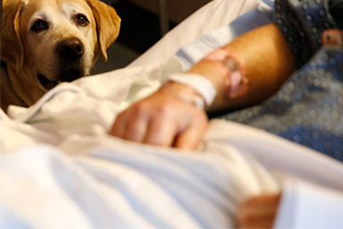 Sedute di chemio con il cane accanto, al via a Treviso