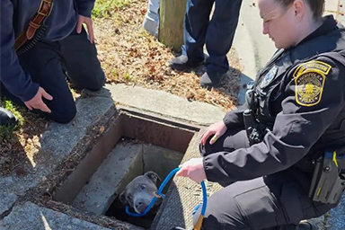 Intrappolato in un tombino, cane viene salvato dopo ore di paure