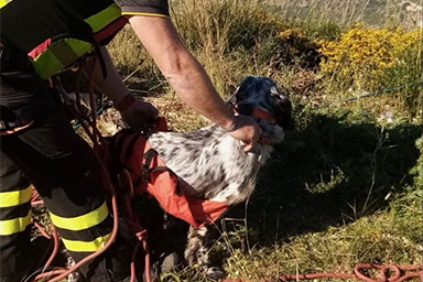 cane salvato a Bagheria