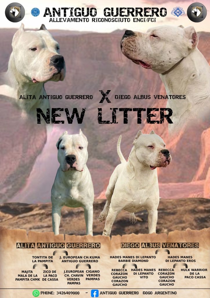 CUCCIOLI DOGO ARGENTINO