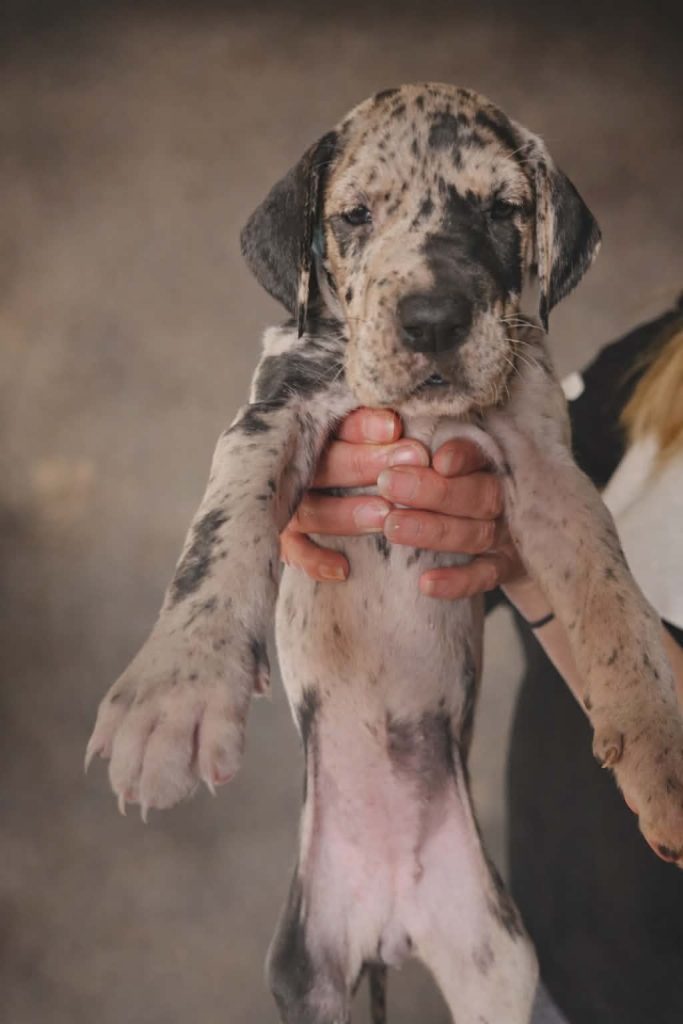 Alano Tedesco – splendidi cuccioli