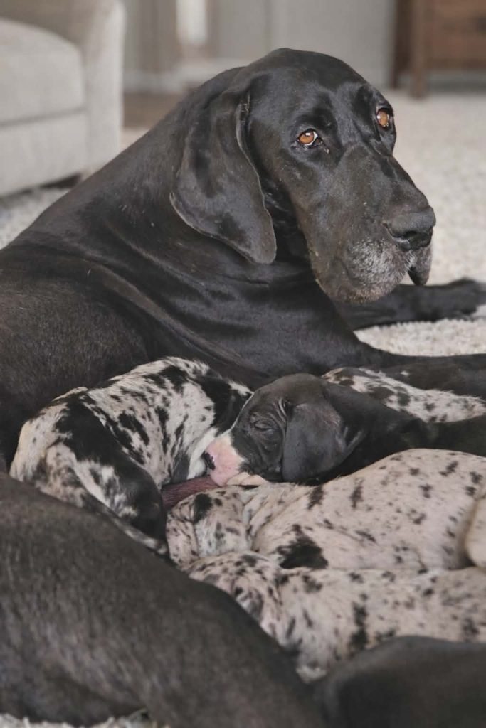 Alano Tedesco – splendidi cuccioli