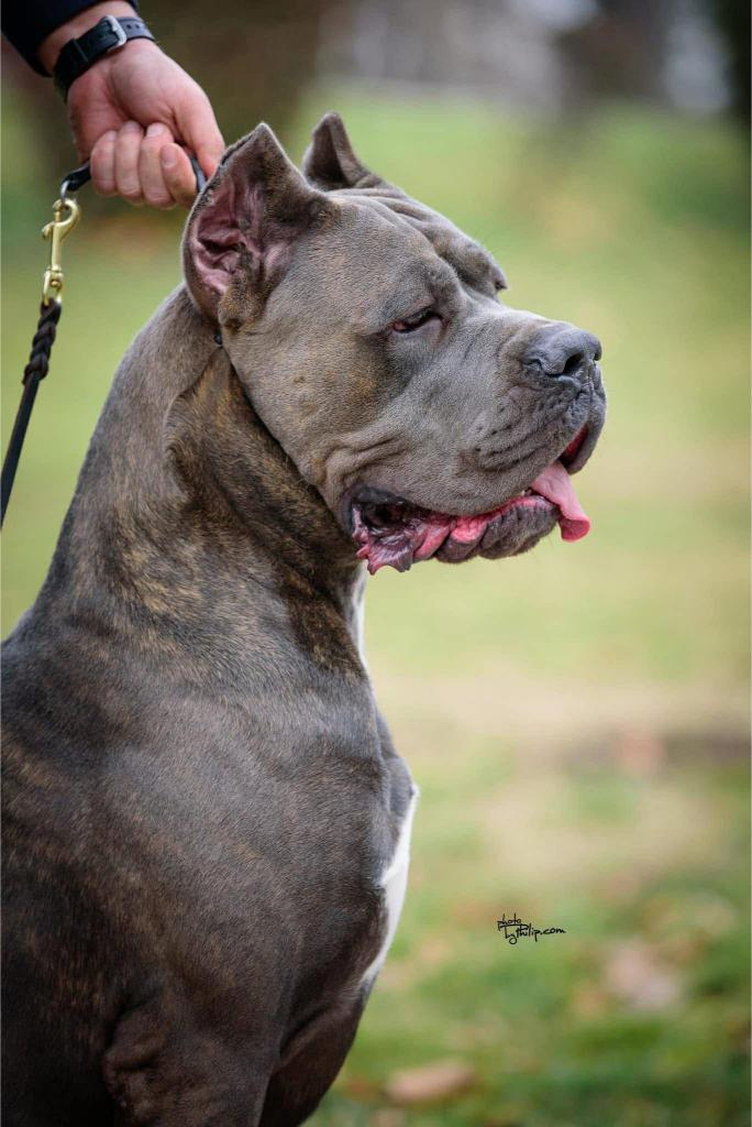 Cane Corso Cuccioli