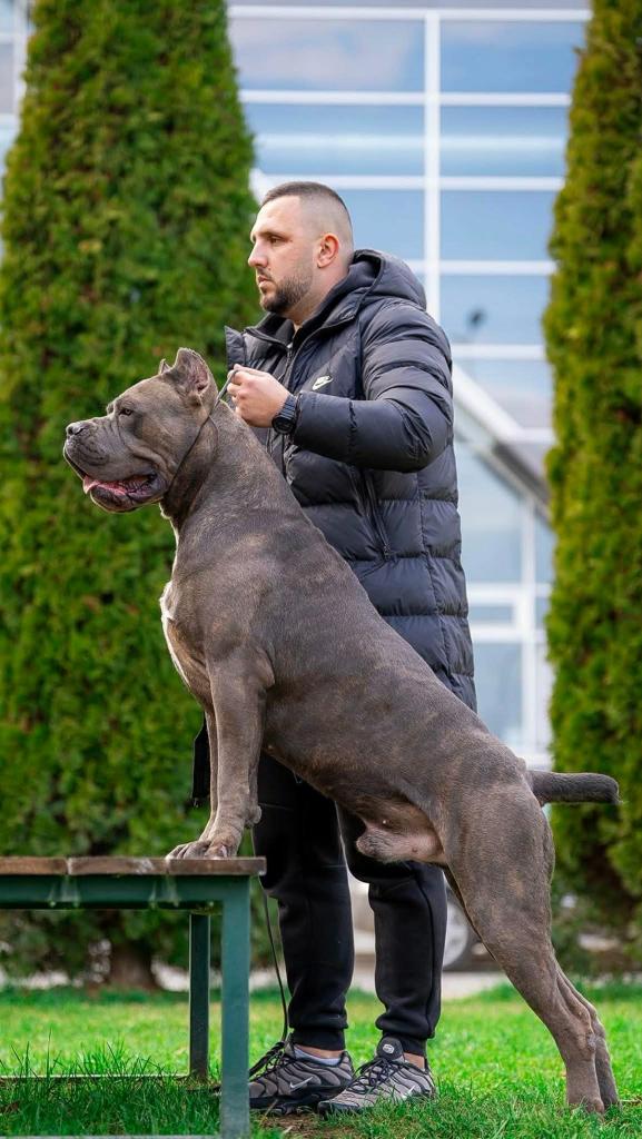 Cane Corso Cuccioli