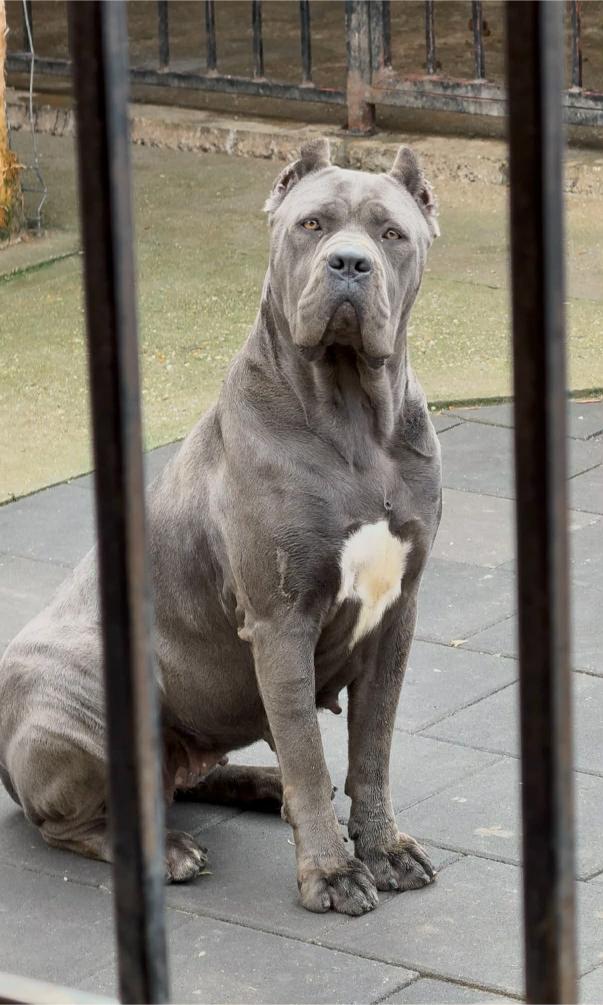 Cane Corso Cuccioli