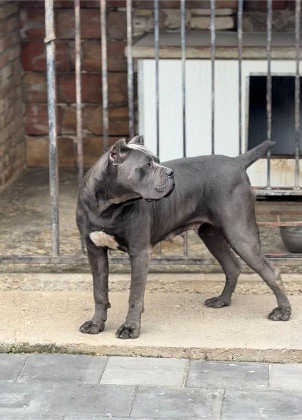 Cane Corso Cuccioli