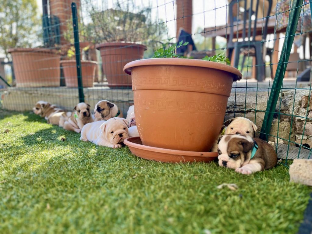 WARRIOR FROM LILLIPUT